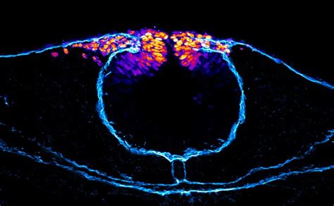 Building the neural crest | eLife Science Digests | eLife