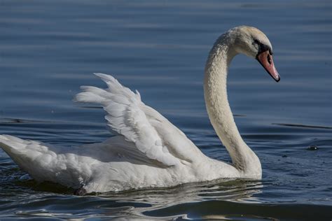 White Swan On The Lake Free Stock Photo - Public Domain Pictures