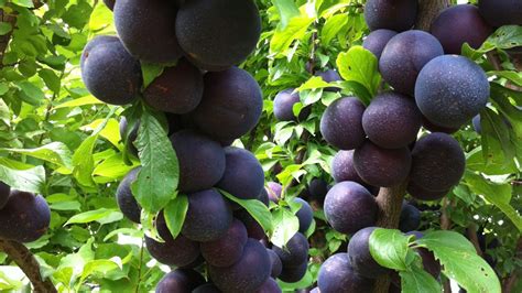 Spring Satin Plumcot fruit tree variety - ANFIC