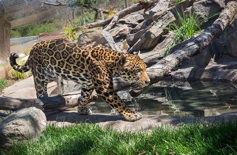 New jaguar habitat opens at the Los Angeles Zoo - MyNewsLA.com