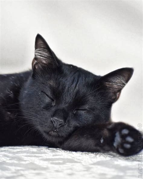 Black Cat Sleeping