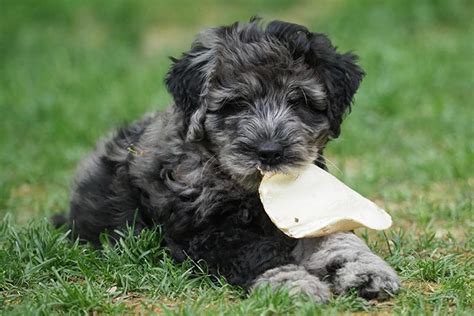 Bergamasco Sheepdog Puppies For Sale - AKC PuppyFinder