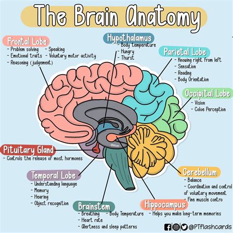 BRAIN ANATOMY Diagram | Quizlet