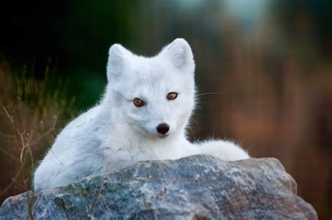 foxes, White, Animals, Fox Wallpapers HD / Desktop and Mobile Backgrounds