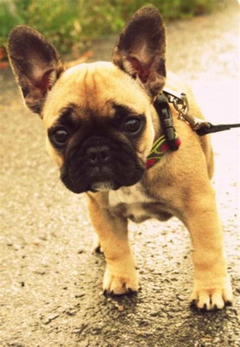 Frenchie Pug Puppies