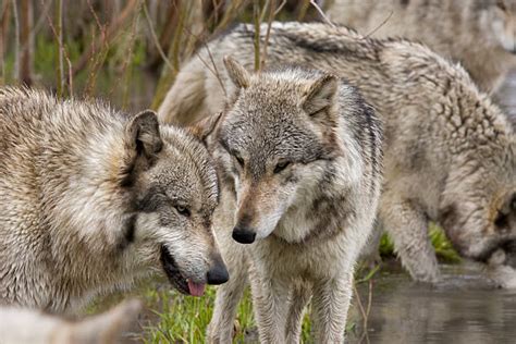 Wolf Pack Behavior Stock Photos, Pictures & Royalty-Free Images - iStock