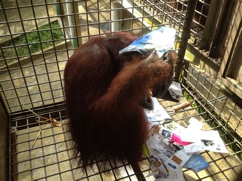 Orangutan Enrichment in Borneo - Ecoteam