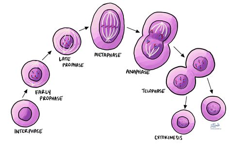 Cell Mitosis Phases Real