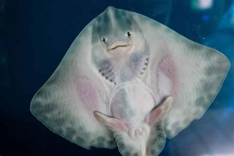 Manta Ray vs Stingray: Main Differences - Ocean Info