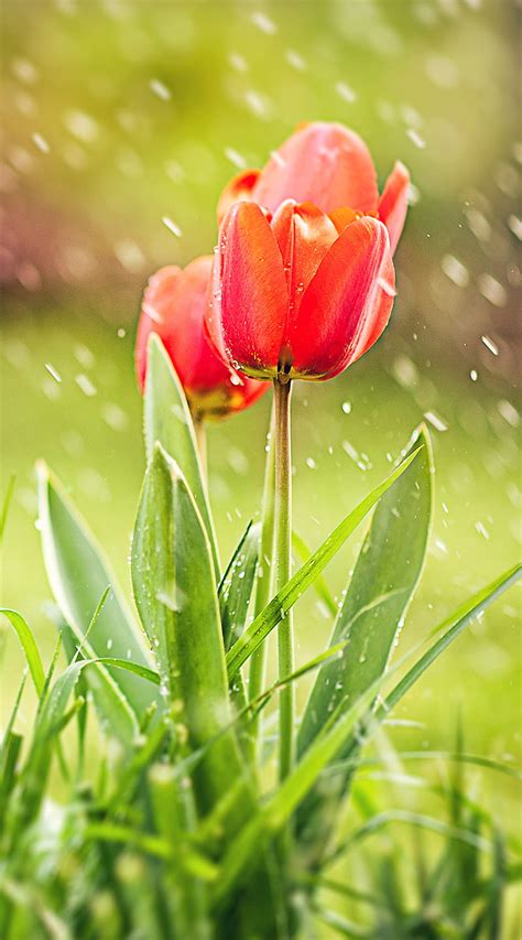 Tulip Flower Desktop Wallpapers | Best Flower Site