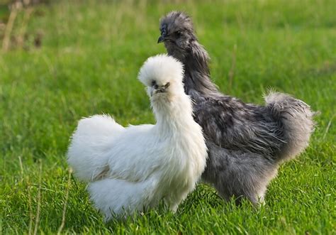 Complete Silkie Chicken Guide: Eggs, Colors And More… | Chickens And More