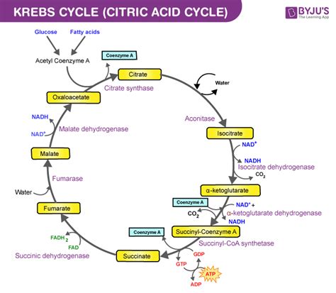 Explain Krebs Cycle With Reaction at Mary Mullins blog