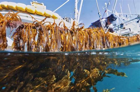 Seaweed farming set to benefit from Bezos’s billions | The Fish Site