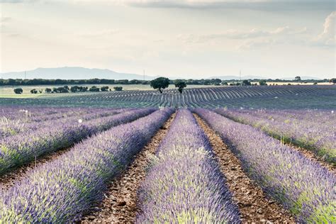 Lavender Flower Field · Free Stock Photo