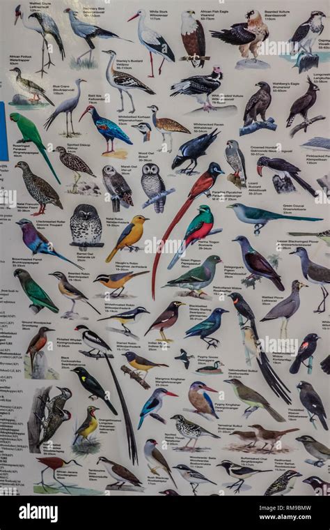 South African birds chart for birding enthusiasts Stock Photo - Alamy