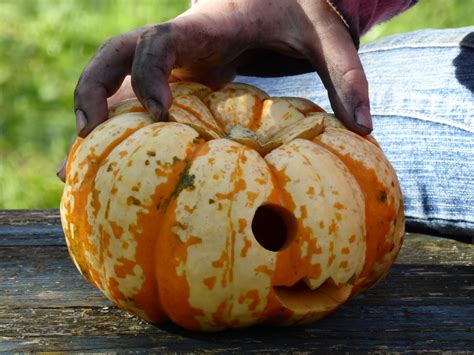 Free Images : girl, finger, food, produce, dirt, autumn, pumpkin ...