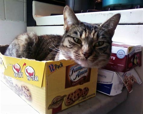 20 Of The Funniest Pictures Of Cats In Boxes