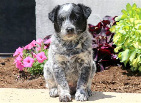 Chow Blue Heeler Mix Puppies - Puppy And Pets