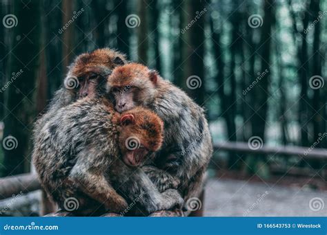 2 Monkeys Hugging Royalty-Free Stock Photography | CartoonDealer.com #30495407