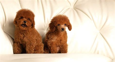 Red Toy Poodle - All About This Stunning and Rare Color