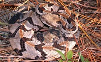 Species Profile: Canebrake / Timber Rattlesnake (Crotalus horridus) | SREL Herpetology