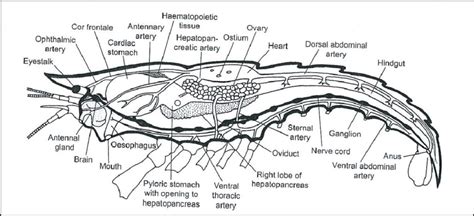 5. Internal anatomy of female crayfish showing the main organs, except... | Download Scientific ...