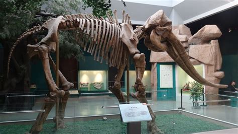 Prehistoric elephant fossils in China point to Gobi Desert, not Africa, as birthplace of earth’s ...