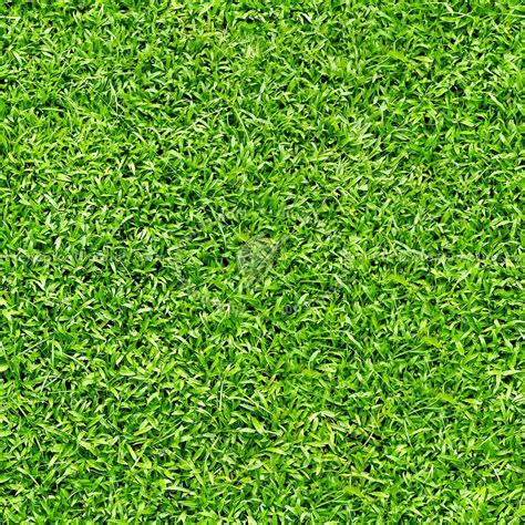 Green grass texture seamless 21349