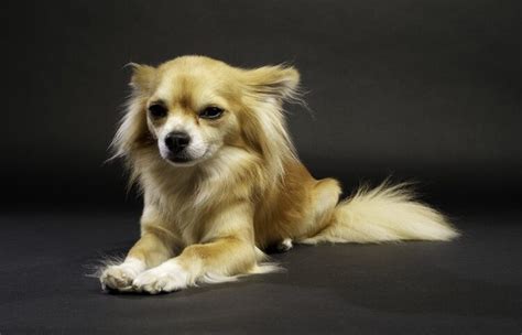 Long Haired Chihuahua: Complete Guide to a Luxurious Lap Dog