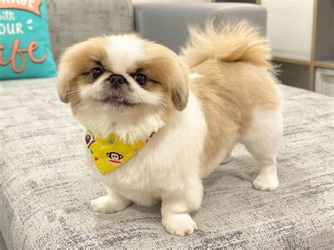 Shih Tzu Pekingese Mix Life Expectancy - Shih Tzu Dog