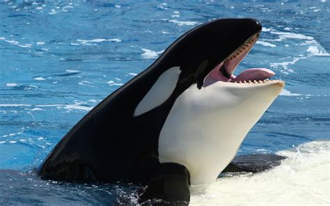 Category:SeaWorld Orlando | Animal Database | Fandom