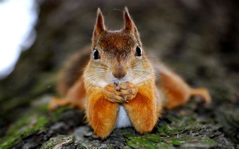 squirrel, Humor, Funny, Face, Eyes Wallpapers HD / Desktop and Mobile Backgrounds