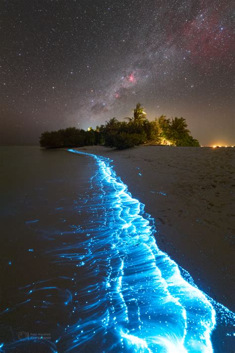 What is bioluminescence? It’s a living light