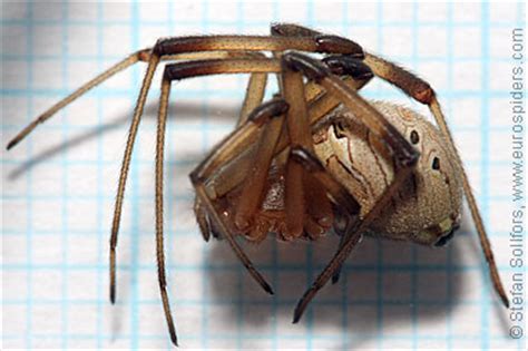 Latrodectus geometricus photos and info