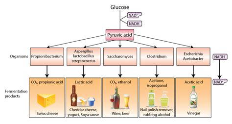 Types of Fermentation: Definition, Process, Advantages