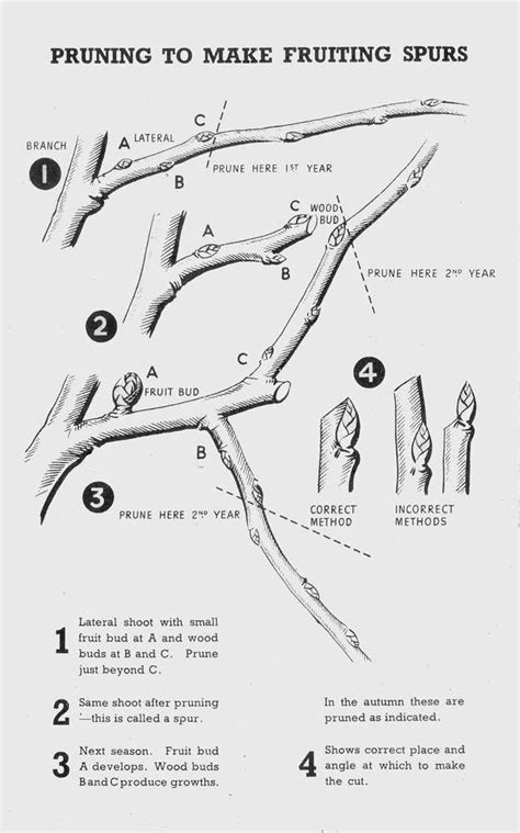 [DIAGRAM] Pruning Cherry Trees Diagram - MYDIAGRAM.ONLINE