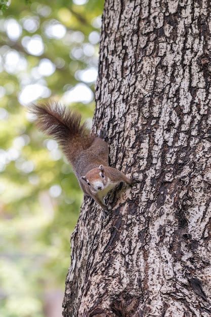 Premium Photo | Close up red squirrel playing in a botanical garden