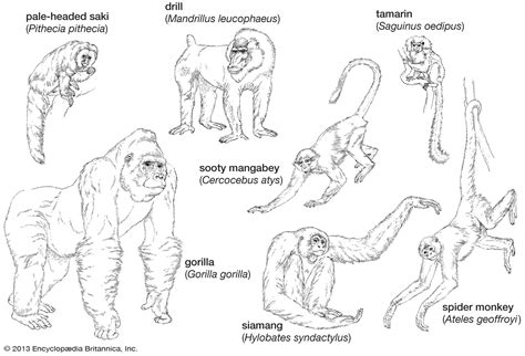 Tamarin | primate | Britannica