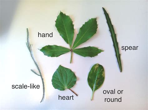 Native plant leaves – DIY classification system — Science Learning Hub