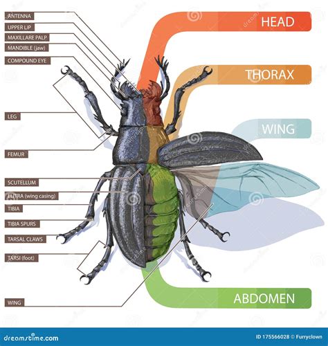 [DIAGRAM] Printable Insect Diagram - MYDIAGRAM.ONLINE