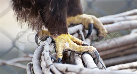 Eagle claws close-up | Stock Photo | Colourbox