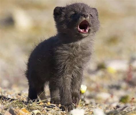 Wolf pup howling : r/aww