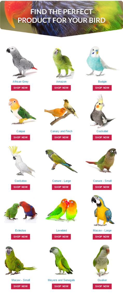 Shop by Parrot Breed at Parrot Essentials