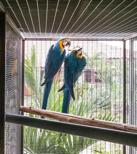 Vital Things to Consider While Looking for the Right Macaw Cage