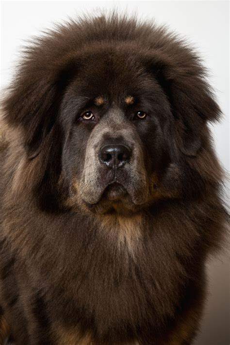 What You Need To Know About Large Dog Breeds