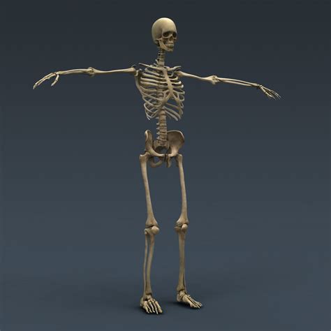 Human Female Anatomy - Body Skeleton Internal Organs 3D model | CGTrader