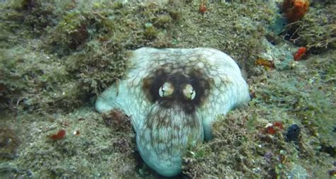 WATCH: An octopus shows off its ridiculous camouflage powers