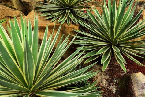 90 Types of Agave Plants With Names and Pictures | Succulent Alley