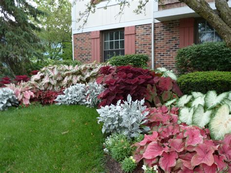 Low Maintenance Perennials Zone 9 at Dara Padilla blog