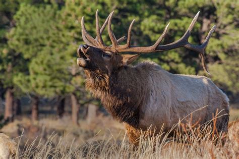 2 Colorado properties preserved for elk habitat – The Denver Post